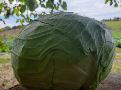 Potomak dostojan naslednik srpskog meleza, foto: M. Lazarević Potomak dostojan naslednik srpskog meleza, foto: M. Lazarević