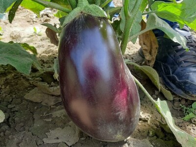 Potomak dostojan naslednik srpskog meleza, foto: M. Lazarević Potomak dostojan naslednik srpskog meleza, foto: M. Lazarević