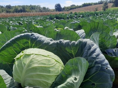 Potomak dostojan naslednik srpskog meleza, foto: M. Lazarević Potomak dostojan naslednik srpskog meleza, foto: M. Lazarević