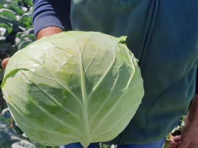 Potomak dostojan naslednik srpskog meleza, foto: M. Lazarević Potomak dostojan naslednik srpskog meleza, foto: M. Lazarević
