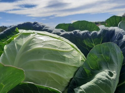Potomak dostojan naslednik srpskog meleza, foto: M. Lazarević Potomak dostojan naslednik srpskog meleza, foto: M. Lazarević
