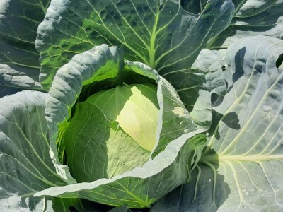 Potomak dostojan naslednik srpskog meleza, foto: M. Lazarević Potomak dostojan naslednik srpskog meleza, foto: M. Lazarević