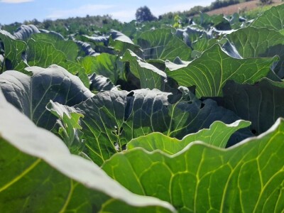 Potomak dostojan naslednik srpskog meleza, foto: M. Lazarević Potomak dostojan naslednik srpskog meleza, foto: M. Lazarević
