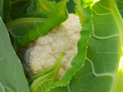 Potomak dostojan naslednik srpskog meleza, foto: M. Lazarević Potomak dostojan naslednik srpskog meleza, foto: M. Lazarević