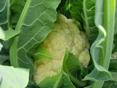 Potomak dostojan naslednik srpskog meleza, foto: M. Lazarević Potomak dostojan naslednik srpskog meleza, foto: M. Lazarević