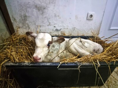 Potop u selima oko Gradiške - ugroženo 400 goveda