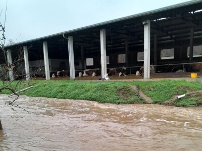 Potop u selima oko Gradiške - ugroženo 400 goveda
