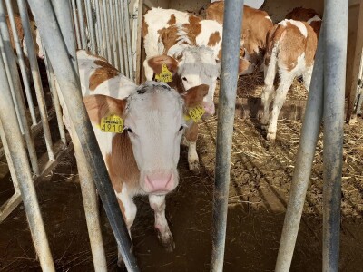 Potres  i na farmama Potres  i na farmama