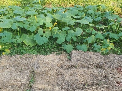 Povećajte prinos brigom o tlu