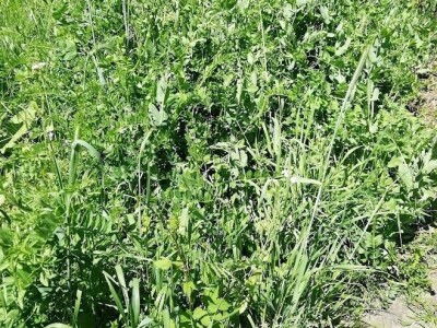 Povećajte prinos brigom o tlu