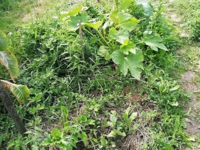 Povećajte prinos brigom o tlu