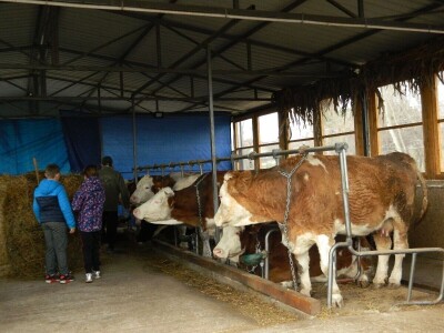 Povećali bi broj goveda ali nemamo sredstava