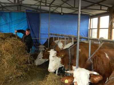 Povećali bi broj goveda ali nemamo sredstava