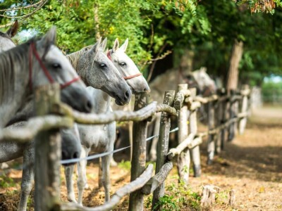 povećan broj turističkih dolazaka i noćenja u Osječko-baranjskoj županiji