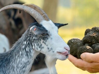 Povratak otpisanih: Dmitru se vratile prodana šara i prežaljena crna koza! Povratak otpisanih: Dmitru se vratile prodana šara i prežaljena crna koza!