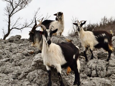 Povratak otpisanih: Dmitru se vratile prodana šara i prežaljena crna koza! Povratak otpisanih: Dmitru se vratile prodana šara i prežaljena crna koza!