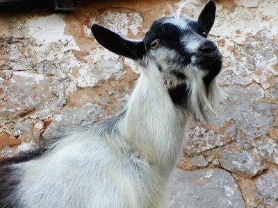 Povratak otpisanih: Dmitru se vratile prodana šara i prežaljena crna koza! Povratak otpisanih: Dmitru se vratile prodana šara i prežaljena crna koza!