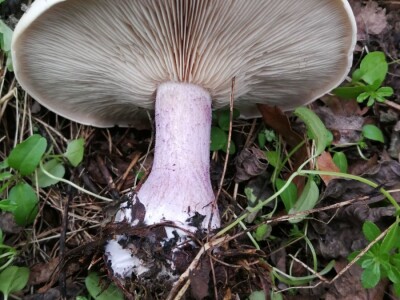 Povratak prirodi i selu