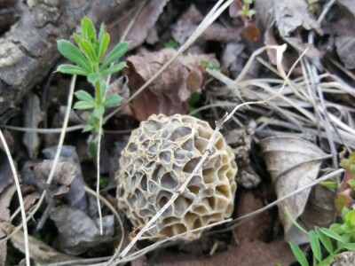 Povratak prirodi i selu