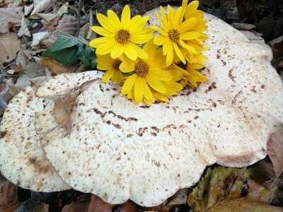 Povratak prirodi i selu