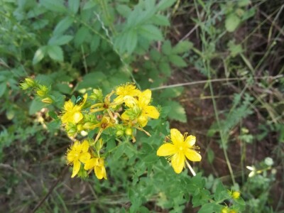 Povratak prirodi i selu