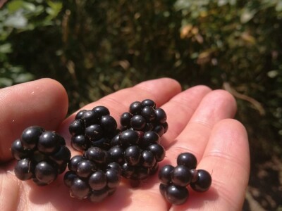 Povratak prirodi i selu