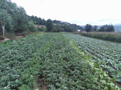 Malinarska obitelj Čaušević