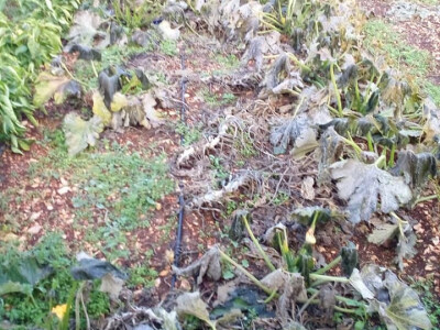 povrće na otvorenom