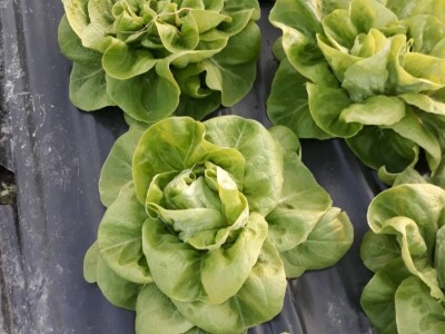 Povrće u zatvorenom prostoru