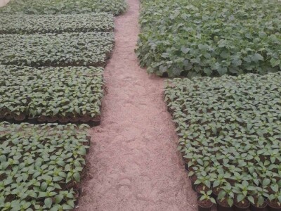 Povrće u zatvorenom prostoru