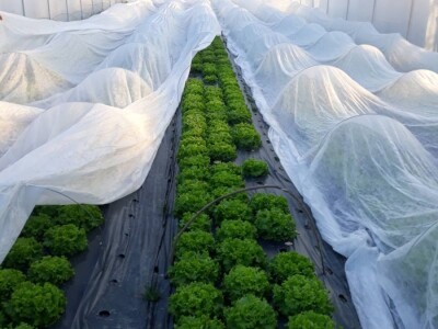 Povrće u zatvorenom prostoru