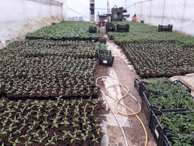 Povrće u zatvorenom prostoru