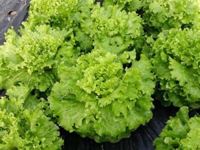 Povrće u zatvorenom prostoru