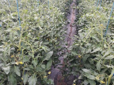 Povrće u zatvorenom prostoru