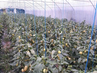 Povrće u zatvorenom prostoru