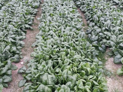 Povrće u zatvorenom prostoru