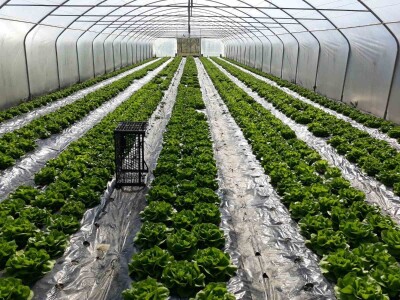 Povrće u zatvorenom prostoru