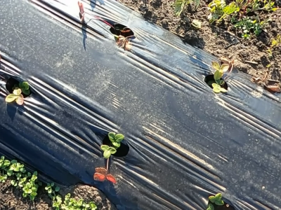 Povrtarska porodična proizvodnja