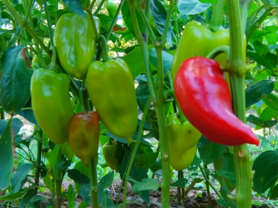 Povrtarska porodična proizvodnja