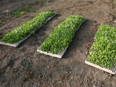 Povrtarska porodična proizvodnja