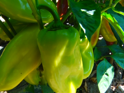 Povrtarska porodična proizvodnja