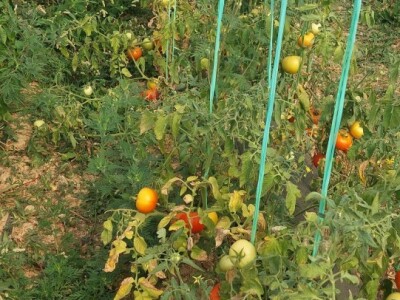 Povrtarska proizvodnja