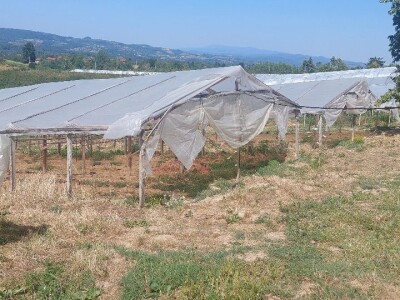 Povrtarska proizvodnja