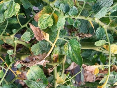 Povrtarska proizvodnja