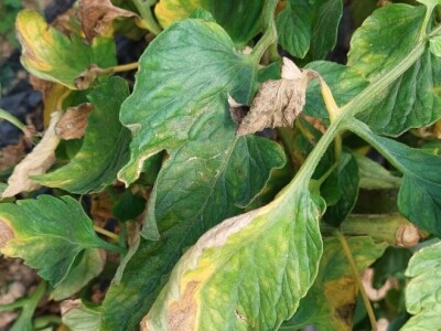 Povrtarska proizvodnja