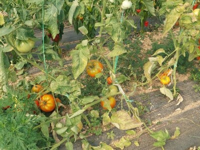 Povrtarska proizvodnja