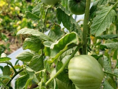 Povrtarska proizvodnja