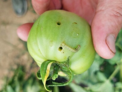 Povrtarska proizvodnja