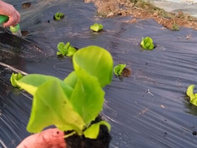 povrtarske i ratarske kulture