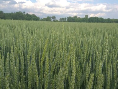 povrtarske i ratarske kulture